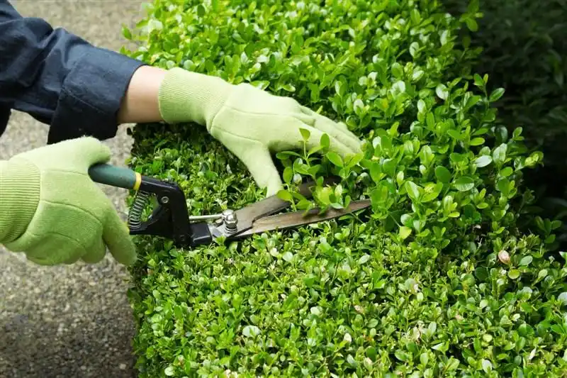 hovenier Nieuw Scheemda